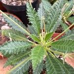 Dorstenia foetida পাতা