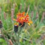 Crepis aurea Çiçek
