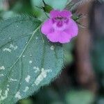 Clinopodium vulgareΛουλούδι