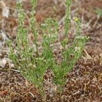 Linaria arenaria Habitat