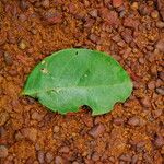 Julbernardia seretii Hoja