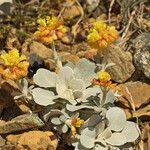 Eriogonum alpinum Hábito