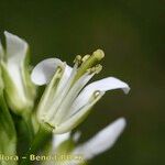 Fourraea alpina Bloem