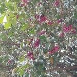 Syzygium paniculatum Плод