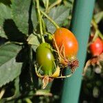 Rosa villosa Fruit