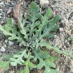 Volutaria tubuliflora Hoja