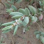 Polygonum maritimum Hostoa