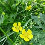 Ranunculus acrisFlower