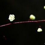 Cupaniopsis glabra Çiçek