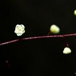 Cupaniopsis glabra Blomma