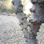 Zanthoxylum clava-herculis Corteza