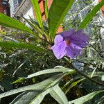 Solanum aviculare Flor