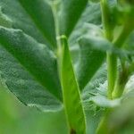 Vicia narbonensis Fruit