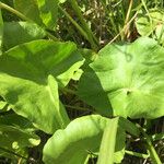 Caltha leptosepala Leaf