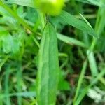 Ranunculus repens List