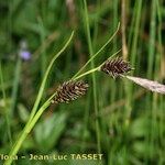 Carex frigida ফুল