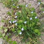 Veronica filiformis Flor