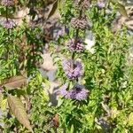Mentha pulegium Flower
