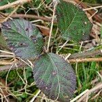 Rubus elegantispinosus Folio