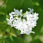 Syringa oblata Flower