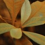 Planchonella latihila 葉