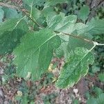 Quercus × heterophylla Frunză