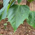 Catalpa bungei Blatt