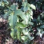 Cistus laurifolius Blad