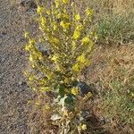 Verbascum pulverulentumFlower