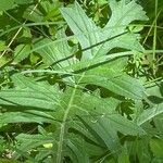 Cirsium tuberosum पत्ता