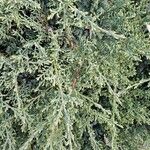 Juniperus horizontalis Levél