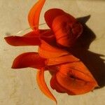 Butea monosperma Floare