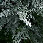 Artemisia stelleriana Leaf