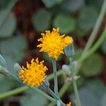 Senecio oxyriifolius Lorea