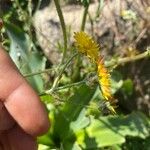 Taraxacum obliquilobum Квітка