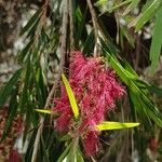 Melaleuca viminalisFlower