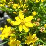 Gutierrezia mandonii 花