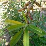 Crotalaria trichotoma Folha