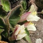Asarina procumbens Kvet