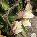 Asarina procumbens Fiore