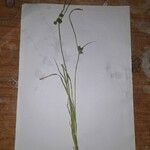 Cyperus difformis Blomst