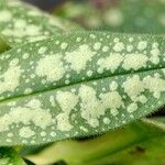 Pulmonaria saccharata Feuille