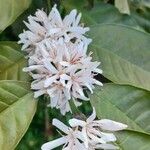 Coffea arabica花