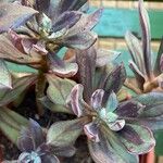 Echeveria nodulosa Ліст