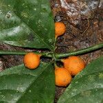 Oxyanthus gracilis Fruit