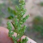 Chenopodium albumFloro