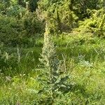 Verbascum lychnitis Habit