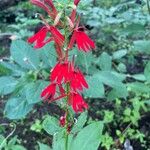 Lobelia cardinalisBloem