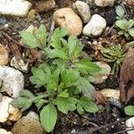 Erigeron karvinskianus Hoja