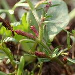 Lythrum tribracteatum Frutto